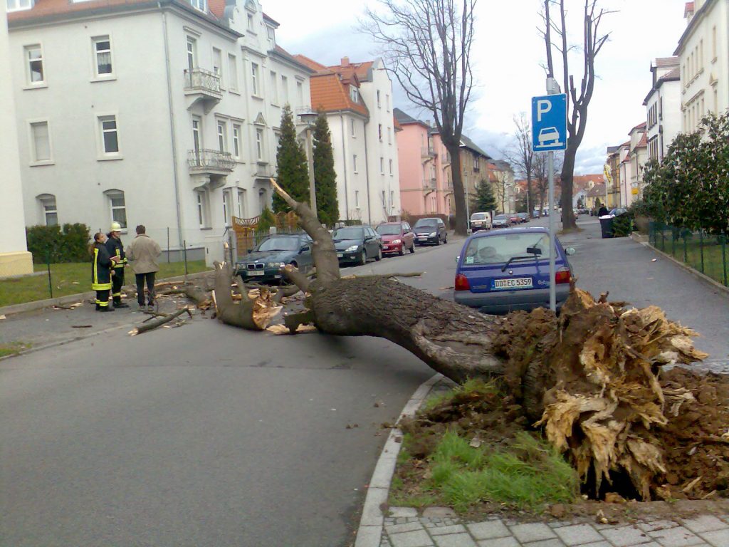 Baum